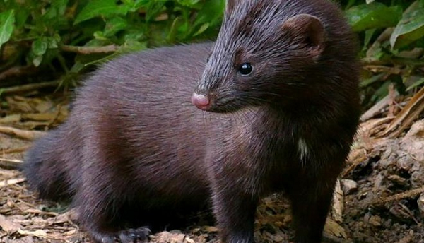 Hiện giới chức y tế toàn cầu đang điều tra khả năng động vật truyền virus SARS-CoV-2 sang người, sau khi Đan Mạch triển khai kế hoạch tiêu hủy 17 triệu chồn nuôi tại các trang trại ở nước này tháng trước và cảnh báo một chủng virus SARS-CoV-2 biến thể có thể lây sang người.