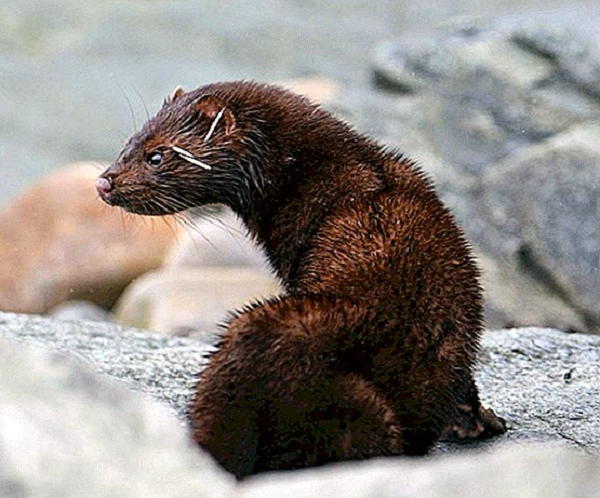 Chuột đồng là một trong những mục tiêu chính cho cả hai loài chồn. Lông chồn Mỹ đã được đánh giá rất cao cho việc sử dụng nó trong quần áo, với săn bắn được thay thế bằng nông nghiệp. Xạ hương chồn được sử dụng trong một số sản phẩm y tế và mỹ phẩm, cũng như để điều trị, bảo tồn, và da không thấm nước.