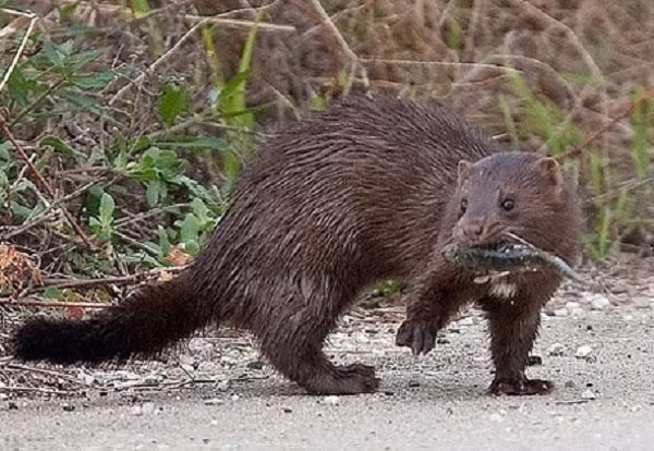 Chồn nâu là một tên gọi chỉ chung cho các động vật có vú ăn thịt của Phân họ Chồn Mustelidae mà còn bao gồm rái cá, chồn, lửng, chồn sói.