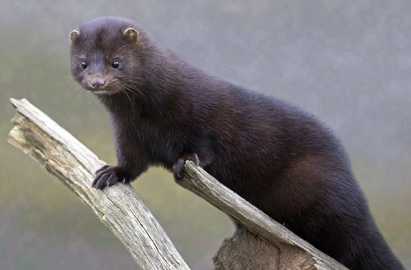 Các nhà chức trách đang tiếp tục mở rộng kiểm tra trên chồn nâu, chồn hôi, gấu mèo và các loài động vật hoang dã khác.