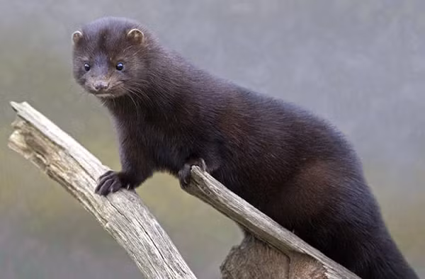 Các nhà chức trách đang tiếp tục mở rộng kiểm tra trên chồn nâu, chồn hôi, gấu mèo và các loài động vật hoang dã khác.