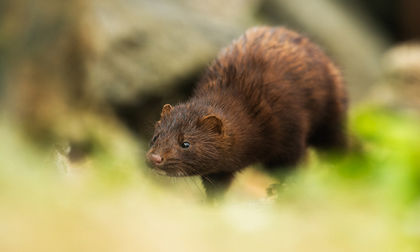 Ngày 14/12, Bộ Nông nghiệp Mỹ (USDA) thông báo đã xác nhận trường hợp động vật hoang dã đầu tiên nhiễm virus SARS-CoV-2 gây bệnh viêm đường hô hấp cấp COVID-19 là một con chồn nâu.