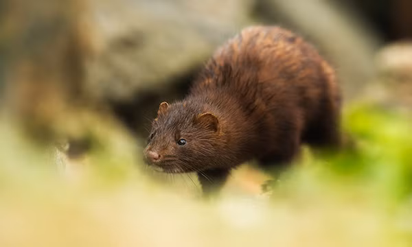 Ngày 14/12, Bộ Nông nghiệp Mỹ (USDA) thông báo đã xác nhận trường hợp động vật hoang dã đầu tiên nhiễm virus SARS-CoV-2 gây bệnh viêm đường hô hấp cấp COVID-19 là một con chồn nâu.