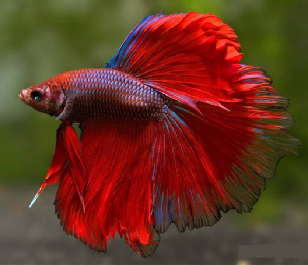 Cá xiêm là một trong những loài cá phổ biến ở Thái Lan. Sở hữu màu sắc đa dạng cùng vây căng tròn tuyệt đẹp, cá xiêm được nhiều người yêu thích và nuôi làm cảnh.