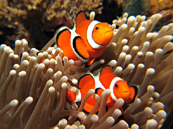 Cá hề (clownfish) có cơ thể màu da cam với ba vạch màu trắng. Phần lớn chúng sống trong những vùng nước nông ở Ấn Độ Dương, Biển Đỏ và phía Tây Thái Bình Dương.