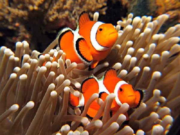 Cá hề (clownfish) có cơ thể màu da cam với ba vạch màu trắng. Phần lớn chúng sống trong những vùng nước nông ở Ấn Độ Dương, Biển Đỏ và phía Tây Thái Bình Dương.
