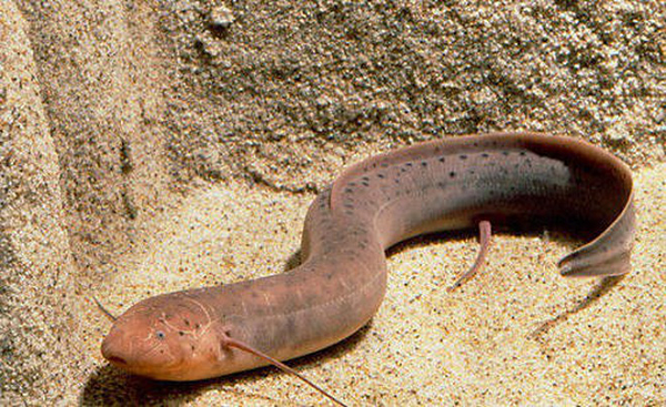  Cá phổi (tên tiếng Anh là Lungfish) là một loại cá nước ngọt nổi tiếng nhờ khả năng sống trên cạn. Chúng có thể sống trong nhiều tháng trời mà không cần bơi lội dưới nước, thậm chí là nhiều năm.