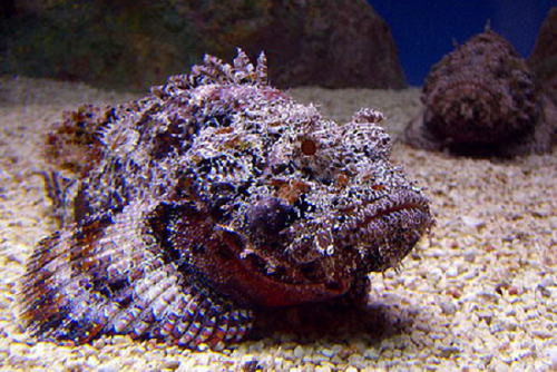 Nọc độc của cá mặt quỷ có thể gây suy tim nếu con người vô tình chạm vào các gai độc của chúng. Bên cạnh đó, cá mặt quỷ còn có thân hình to xù, nhiều vây ở sống lưng và lớp da loang lổ màu nâu đỏ thô ráp giống hệt những tảng đá. Tận dụng ưu thế này, chúng thường ẩn mình trong những rặng san hô để săn mồi.