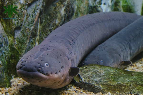 Lươn điện (cá chình điện) là một loài "thủy quái" nguy hiểm ở sông Amazon. Chúng có khả năng đặc biệt, đó là sinh ra dòng điện từ các tế bào gọi là electrocyten nằm bên sườn.