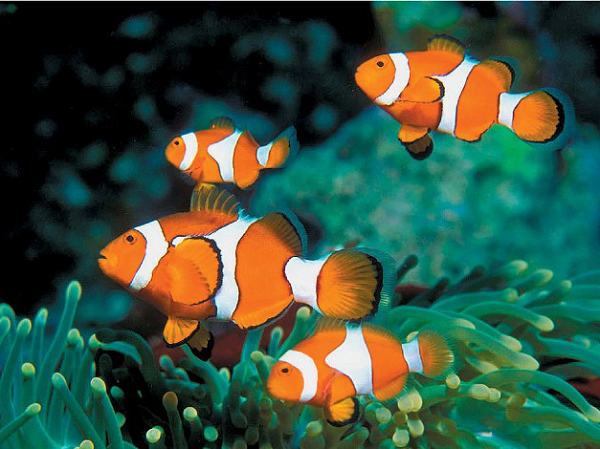 Theo Mother Nature Network, cá hề là động vật lưỡng tính với khả năng sinh sản giống cả con đực và con cái. Một điều thú vị là đến một kích thước và điều kiện thích hợp, cá hề sẽ có khả năng chuyển đổi giới tính.