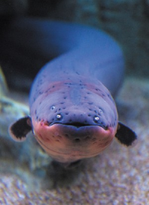 Dòng điện này có thể đạt mức 600 volt, đủ để hạ gục một con ngựa. Nhiều cú sốc điện từ loài sinh vật này có thể gây đau tim hoặc suy hô hấp cho người. Khi bị lươn điện tấn công, người bình thường sẽ bị choáng và chết đuối.