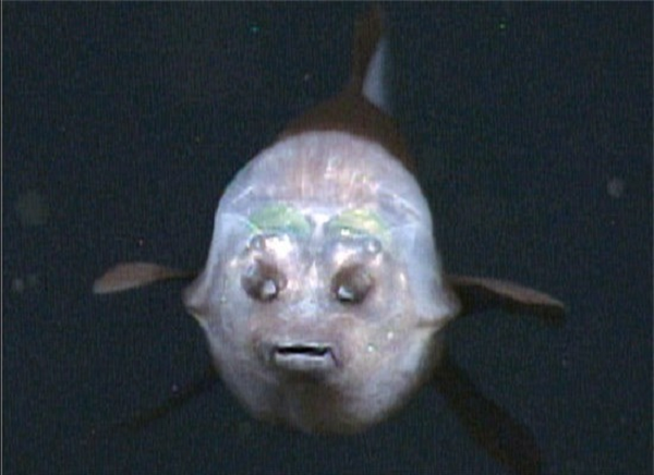 Đôi mắt của chúng kỳ nhạy sáng và chứa sắc tố màu xanh lục, giúp cá mắt thùng có thể tồn tại dưới đáy biển sâu khi săn mồi và trốn kẻ thù. Thậm chí, đôi mắt này còn có thể xoay được, cho phép chúng nhìn thẳng về phía trước hoặc nhìn lên phía trên để quan sát mọi thứ trên đỉnh đầu.