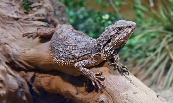 Rồng râu (Bearded dragon) sống ở Australia có khả năng đảo ngược giới tính từ trong trứng. Các nghiên cứu cho thấy, khi nhiệt độ ấm trong quá trình ấp trứng, những con rồng râu đực thường đảo ngược giới tính để trở thành con cái.