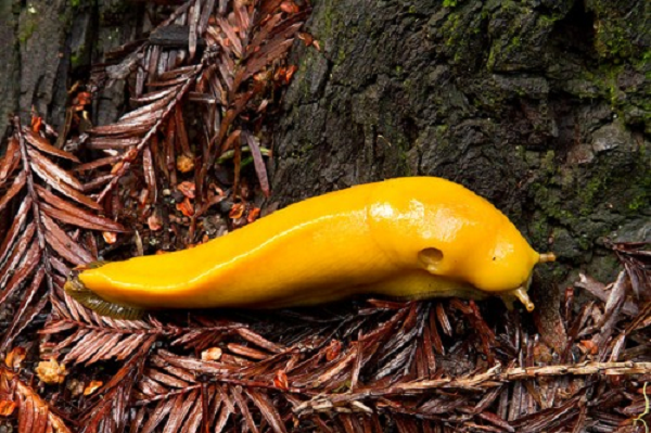 Sên chuối (banana slug) có cơ thể màu vàng và chiều dài cơ thể khoảng 25 cm. Sên chuối là động vật lưỡng tính, nghĩa là chúng đồng thời sử dụng cả cơ quan sinh sản đực và cái.