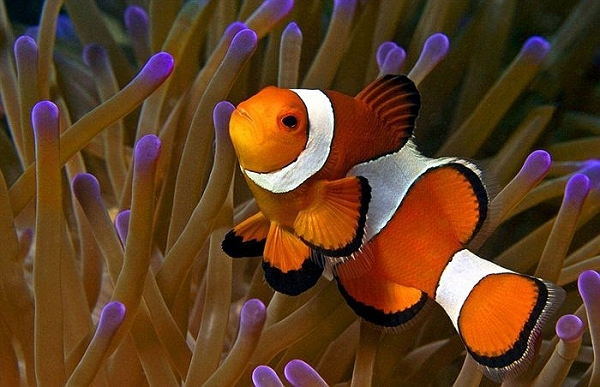 Cá hề (clownfish) là loài động vật biển đặc trưng bởi cơ thể cam với 3 vạch trắng.