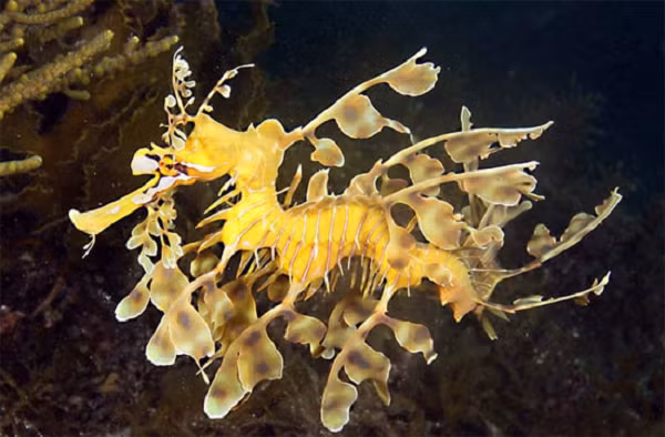 Hải long lá thường sống ở vùng biển có độ sâu từ 5-35m. Đặt biệt, chúng chỉ xuất hiện ở vùng nước ôn đới với nhiệt độ quanh năm giao động từ 14-19 độ C.