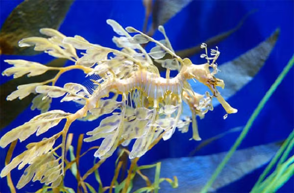 Giống như cá ngựa, hải long lá đực có trách nhiệm sinh con. Nhưng thay vì dùng túi, giống như cá ngựa, rồng biển thân lá đực có một nơi ấp trứng riêng có cấu tạo giống như bọt biển – nơi con cái đẻ những quả trứng màu hồng sáng vào đó trong suốt quá trình giao phối.