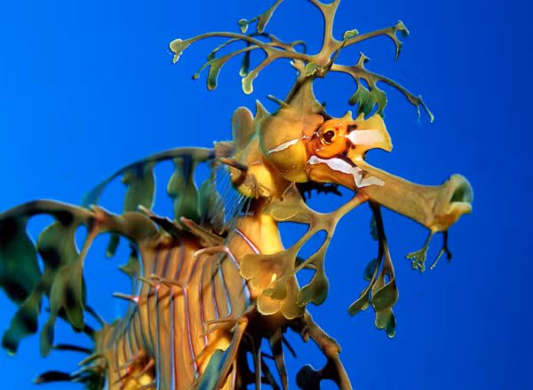 Hải Long lá hạn chế vận động và có thể đứng yên tại một vị trí trong suốt khoảng thời gian dài 68 tiếng đồng hồ. Tuy nhiên, một số con hải long lá thỉnh thoảng sẽ di chuyển với tốc độ 150m/h và trong một khoảng thời gian dài.