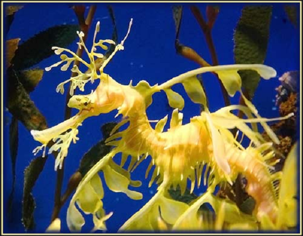 Đuôi của một con lá sẽ chuyển sang màu vàng sáng khi chúng chuẩn bị giao phối. Hải long lá thường được tìm thấy trong những thảm cỏ dưới đáy biển hoặc trong những khu rừng tảo bẹ.