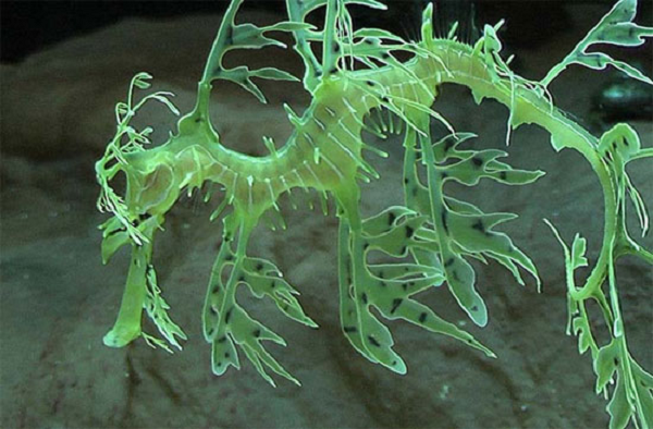 Thông thường, hải long lá có chiều dài gần 35cm nhưng có một số con phát triển đặc biệt nên kích thước của chúng có thể lên tới 45cm.