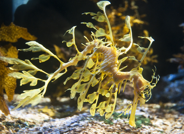 Chúng sở hữu lớp ngụy trang gần như hoàn hảo cho phép chúng dễ dàng lẩn trốn trong những dãy tảo biển. Nhưng các kết cấu giống lá cây như vậy lại không được sử dụng để bơi. Để di chuyển, chúng sử dụng hai loại vây – một vây ngực và một vây lưng – vì khá mỏng nên màu sắc gần như trong suốt.