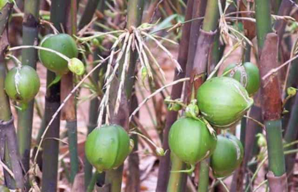 Đặc biệt là không phải loại tre nào cũng ra quả, chỉ có tre lê, có tên khoa học là Melocanna baccifera mới có thể ra quả mà thôi.