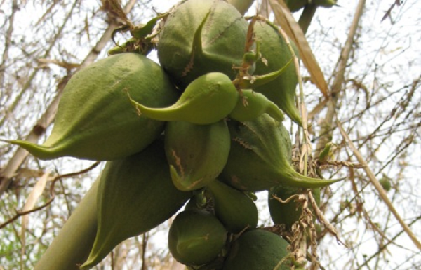 Nếu tre lê không bị hư, dập thì quả sẽ nảy mầm trực tiếp trên cây tre sau đó rụng xuống đất và tiếp tục phát triển thành một cây tre mới.