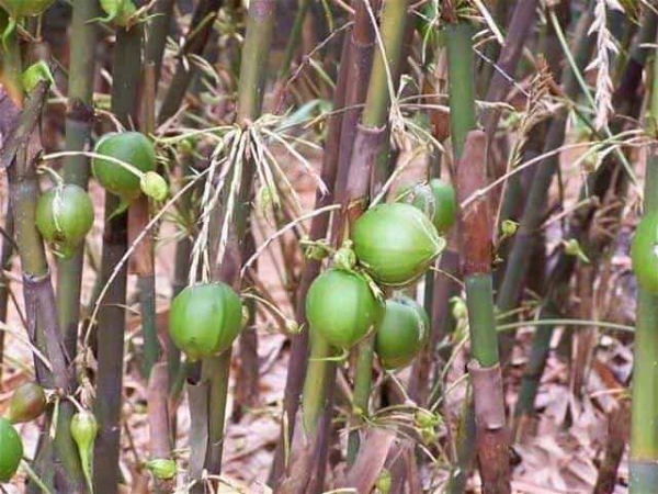 Loại quả này mọc nhiều ở các vùng Quảng Đông, Quảng Tây (Trung Quốc), ở Ấn Độ, Miến Điện và Mongola cũng có.