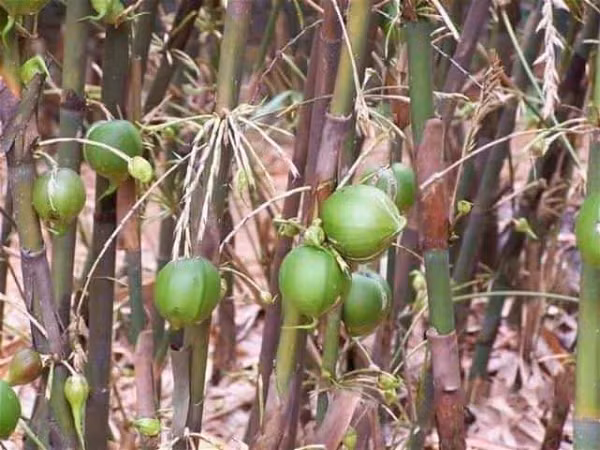 Loại quả này mọc nhiều ở các vùng Quảng Đông, Quảng Tây (Trung Quốc), ở Ấn Độ, Miến Điện và Mongola cũng có.