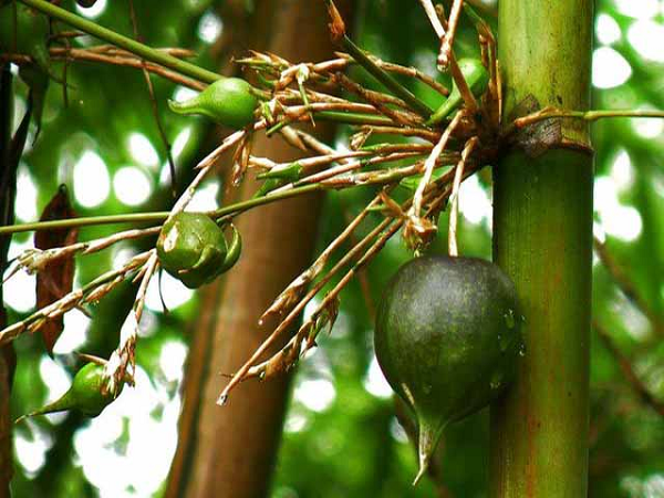  Tre là một loại cây quá quen thuộc với mọi người, nhưng ít ai biết được cây tre chỉ nở hoa 1 lần trong khoảng thời gian từ 10-15 năm, thậm chí cần nhiều thời gian hơn từ 30-50 năm để chúng tạo ra quả.