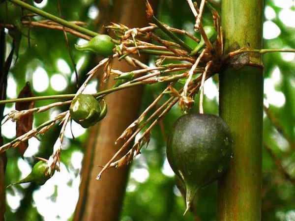  Tre là một loại cây quá quen thuộc với mọi người, nhưng ít ai biết được cây tre chỉ nở hoa 1 lần trong khoảng thời gian từ 10-15 năm, thậm chí cần nhiều thời gian hơn từ 30-50 năm để chúng tạo ra quả.