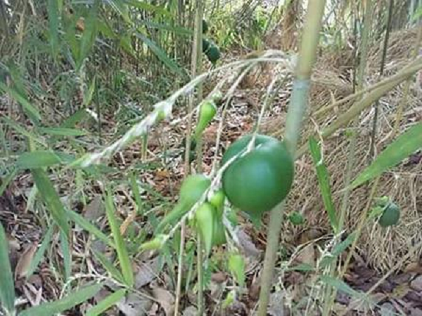 Chưa kể, trong quá trình hình thành quả, nó có thể rơi rụng hoặc bị động vật khác ăn mất. Do đó, để ăn được tre lê bạn phải thực sự rất may mắn.