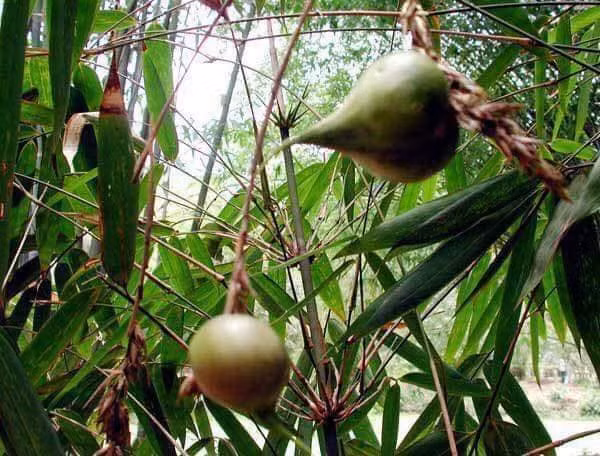 Thịt bên trong quả tre lê rất dày, vỏ ngoài cứng như vỏ tre. Tre lê còn được ví như những trái dừa non. Nếu ăn sống tre lê, hương vị của nó có thể khiến bạn nhăn mặt nhưng nếu nướng trên lửa, hương vị của chúng hoàn toàn thay đổi, nó có mùi thơm và vị ngon đặc biệt.