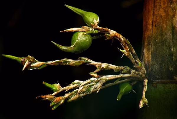 Quả có giá trị dinh dưỡng cao, giàu vitamin và các loại axit amin.