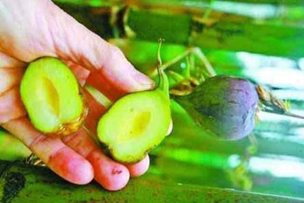 Tuy nhiên, quả chín rất nhanh nên nếu không được hái sớm, quả có thể bị thối sau 2-3 ngày. Ở Việt Nam, bạn cũng có thể bắt gặp loại quả này (nhưng kích cỡ nhỏ hơn) tại các vùng núi.