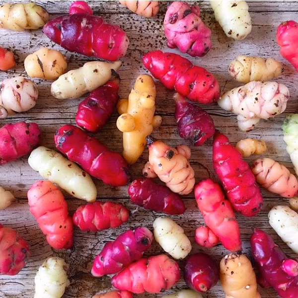 Củ nâu (hay còn gọi là củ Oca) là giống cây thuộc họ Oxalis, có xuất xừ từ các nước Nam Mỹ như Columbia hay Peru. Cách trồng và điều kiện sinh trưởng của củ nâu Oca Peru giống y hệt khoai tây. Thậm chí, người ta cũng khuyên nhủ nhau nên chế biến loại củ này giống như khoai tây để có được món ăn ngon nhất.