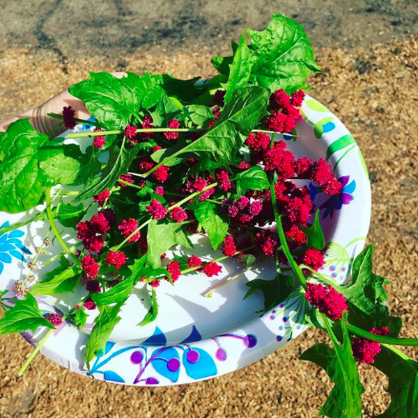 Rau bina (hay còn gọi là rau chân vịt) lại có một người anh em xa sở hữu loại quả có hương vị khá giống với dâu tây và quả mâm xôi. Bạn hoàn toàn có thể ăn cả lá và quả của nó, cho dù loại quả này khá nhạt nhẽo và không có hương vị chút nào.