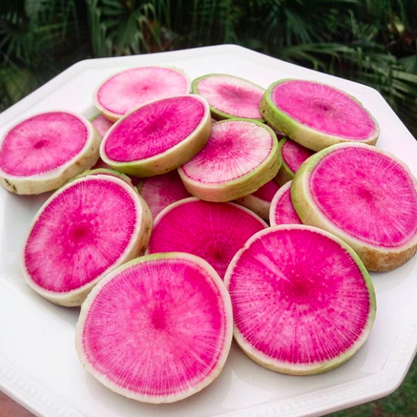 Củ cải dưa hấu có màu sắc vô cùng bắt mắt với lớp vỏ màu trắng kem, bên trong có lớp ruột đỏ hồng ngon mắt hệt như dưa hấu.