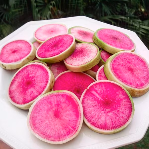 Củ cải dưa hấu có màu sắc vô cùng bắt mắt với lớp vỏ màu trắng kem, bên trong có lớp ruột đỏ hồng ngon mắt hệt như dưa hấu.