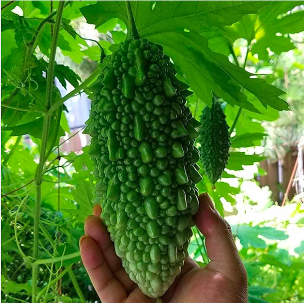 Mướp đắng (hay còn gọi là khổ qua) rất phổ biến ở các nước Châu Á, trong đó có cả Việt Nam. Loại quả này có vị rất đắng, mướp đắng vẫn được yêu thích vì nó rất bổ dưỡng khi đầy đủ các chất khoáng như sắt, canxi, và kali.