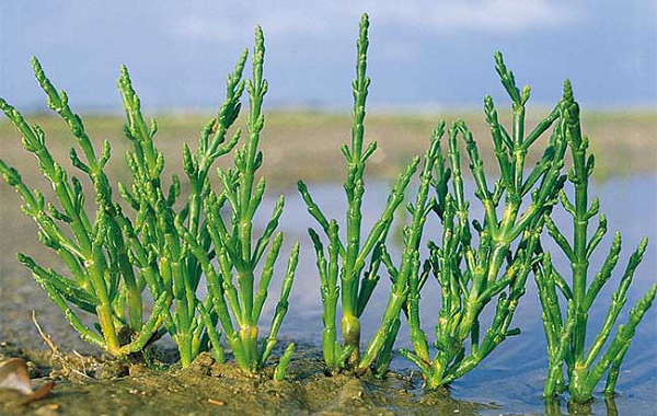 Măng tây biển phát triển ở những vùng phun muối gần đại dương. Đây là loại rau rất kiên cường, không nhiều cây có thể phát triển trong điều kiện đất tương tự. Loại rau này ăn ngon nhất khi dùng cùng cá.