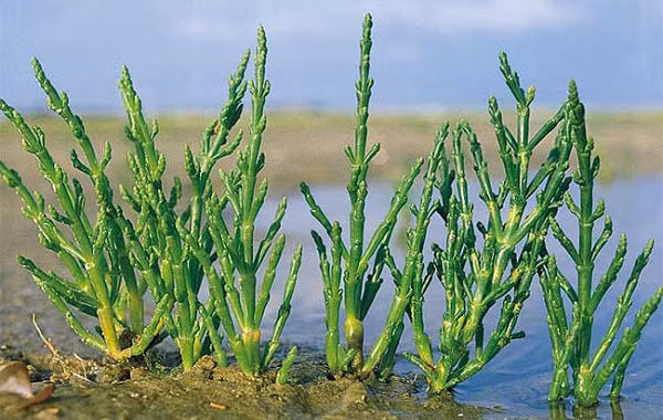 Măng tây biển phát triển ở những vùng phun muối gần đại dương. Đây là loại rau rất kiên cường, không nhiều cây có thể phát triển trong điều kiện đất tương tự. Loại rau này ăn ngon nhất khi dùng cùng cá.