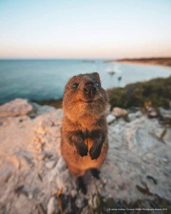 Xin chào! Có gì ăn không cho mình xin với!