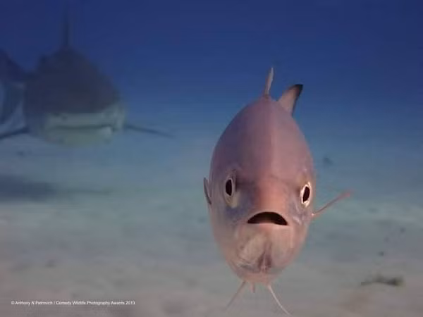 Chú cá bé nhỏ với khuôn mặt ngơ ngác không biết nguy hiểm đang đến gần.