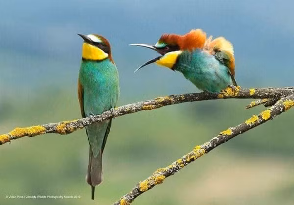 Hai chú chim hài hước: Một đứa ra sức chửi, một đứa không quan tâm.