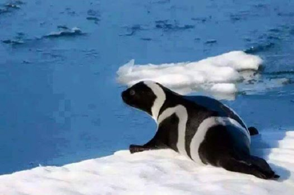 Thông thường, hải cẩu ruy băng con mới chào đời đều mang màu lông trắng. Sau 3 tới 4 năm tuổi, bộ lông "ngựa vằn" của chúng mới hiện rõ.