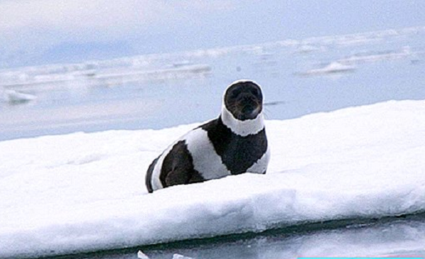 Tuy nhiên đến năm 1969, chính quyền liên bang Soviet đã ra luật cấm săn bắn loài hải cẩu này, khiến cho số lượng loài được tăng lên.