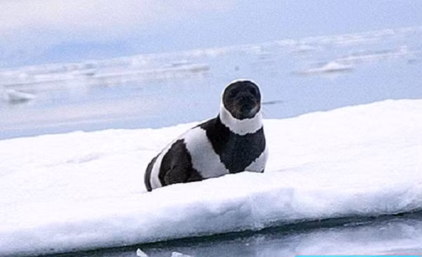 Tuy nhiên đến năm 1969, chính quyền liên bang Soviet đã ra luật cấm săn bắn loài hải cẩu này, khiến cho số lượng loài được tăng lên.