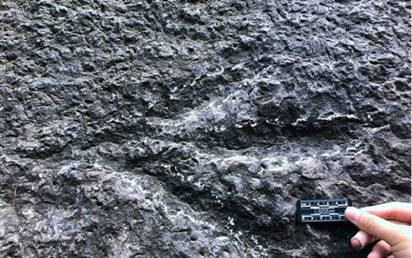 Trước đó, tháng 3/2019, một người leo núi đã tình cờ phát hiện những dấu chân dấu chân khủng long từ 190 triệu năm trước tại Công viên Rừng Quốc gia Ca Lạc Sơn (cách trung tâm thành phố Trùng Khánh 16 km).