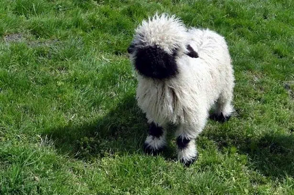 Cừu mũi đen là loài cừu quý hiếm, được xếp vào nhóm động vật di sản.